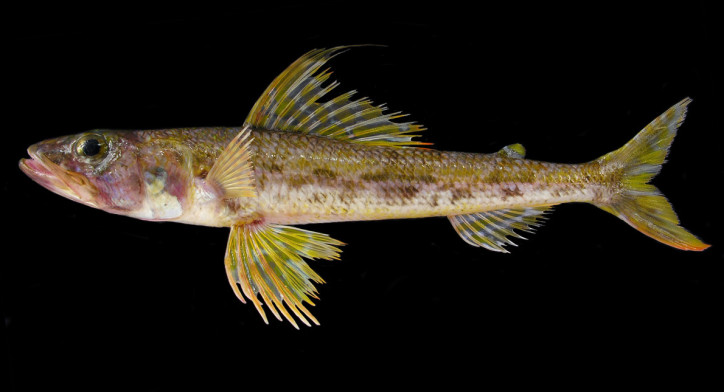 Aulopus filamentosus