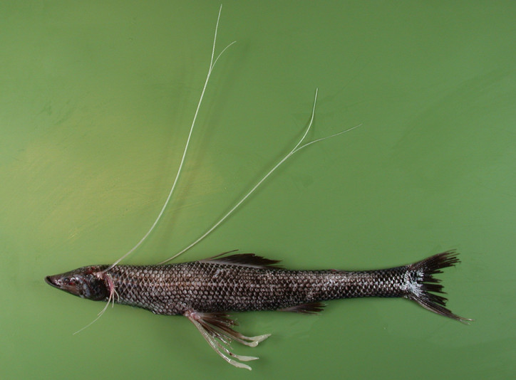 Bathypterois dubius 2