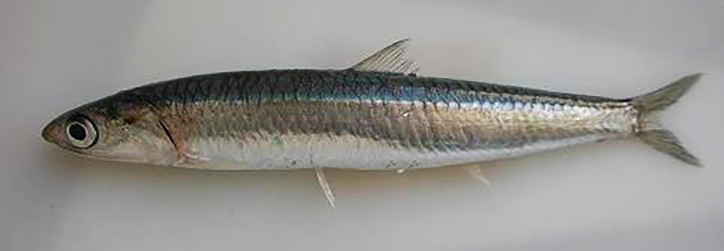 Engraulis encrasicolus 2