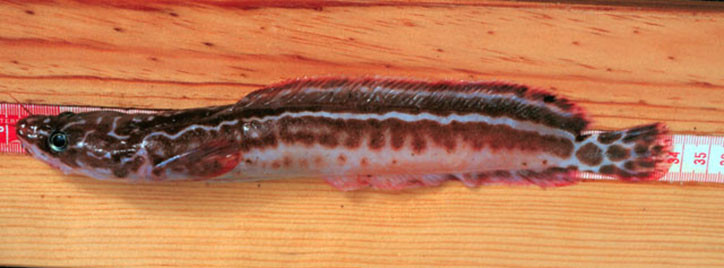 Gaidropsarus granti 2