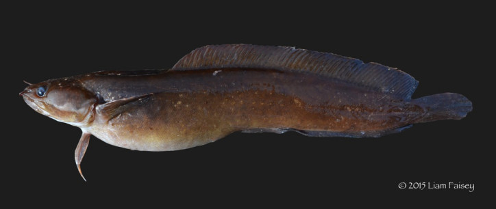 Gaidropsarus mediterraneus 2