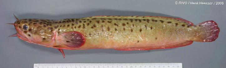 Gaidropsarus vulgaris 2