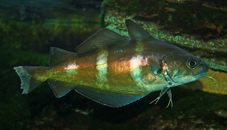 Ugotica (Trisopterus luscus) | adriaticnature