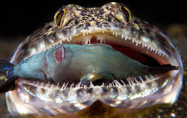 lizardfish