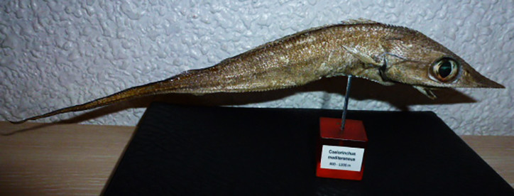 Coelorinchus mediterraneus