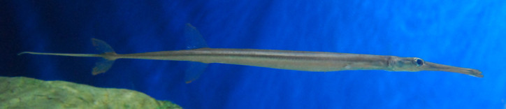 Fistularia commersonii 2