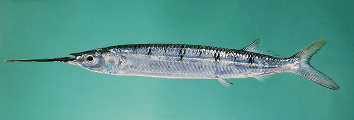 Hemiramphus far 2