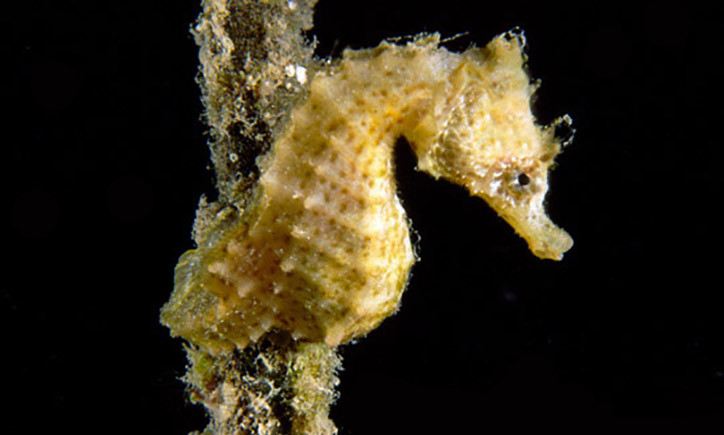 Hippocampus hippocampus 2