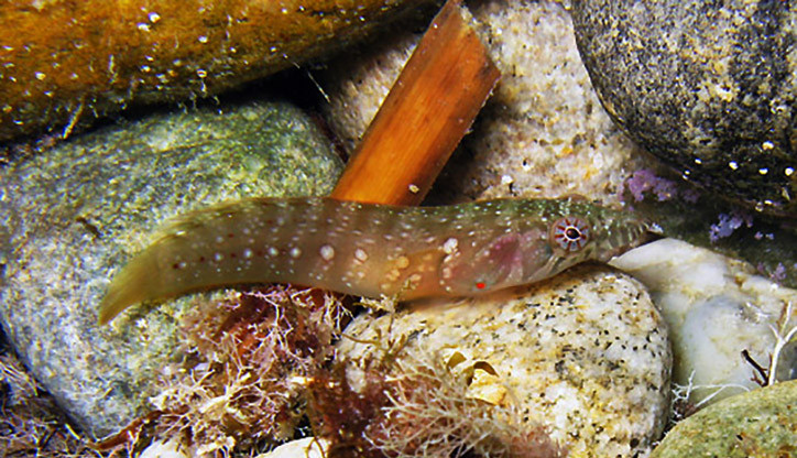 Lepadogaster candolii