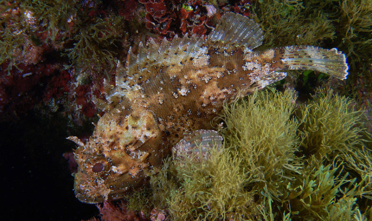 Scorpaena porcus 2