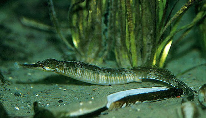 Syngnathus acus