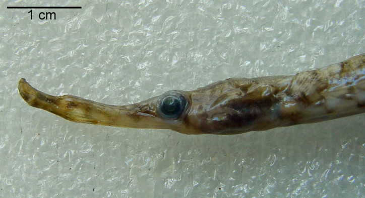 Syngnathus phlegon 3
