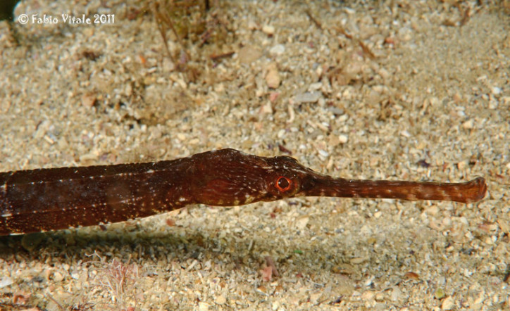 Syngnathus tenuirostris 2