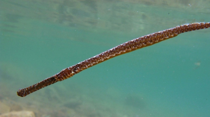 Syngnathus typhle 2