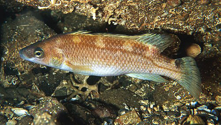 Acantholabrus palloni 2