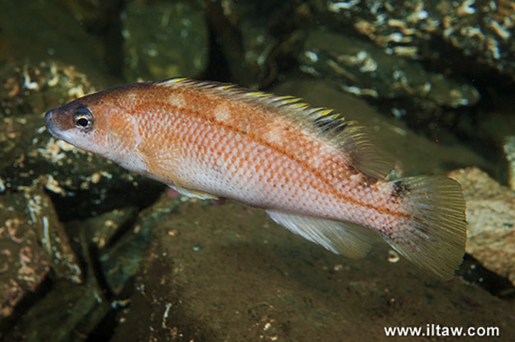 Acantholabrus palloni