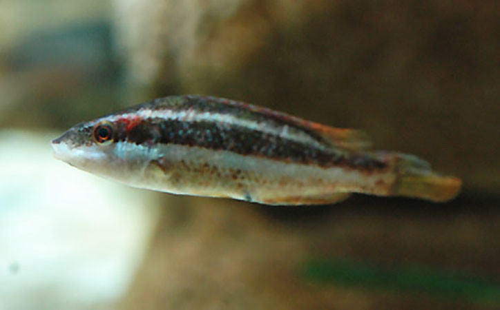 Symphodus doderleini 2