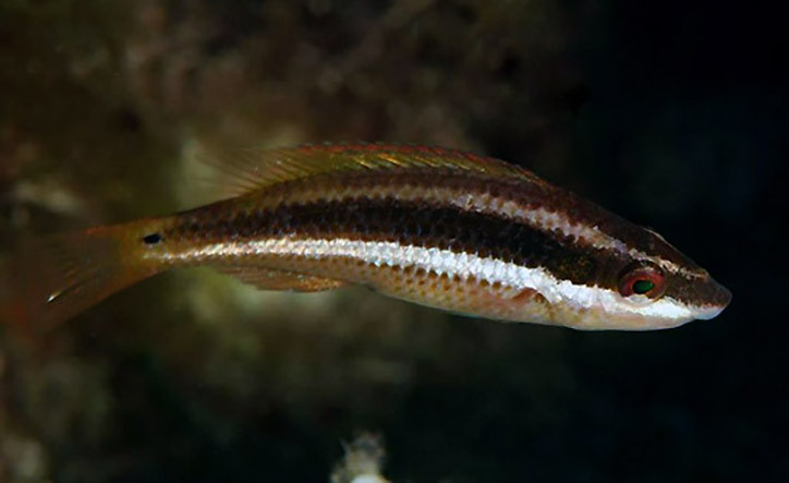 Symphodus doderleini