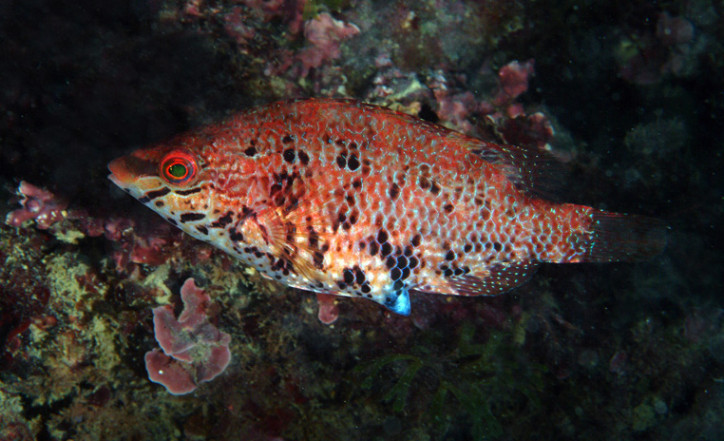 Symphodus roissali 2