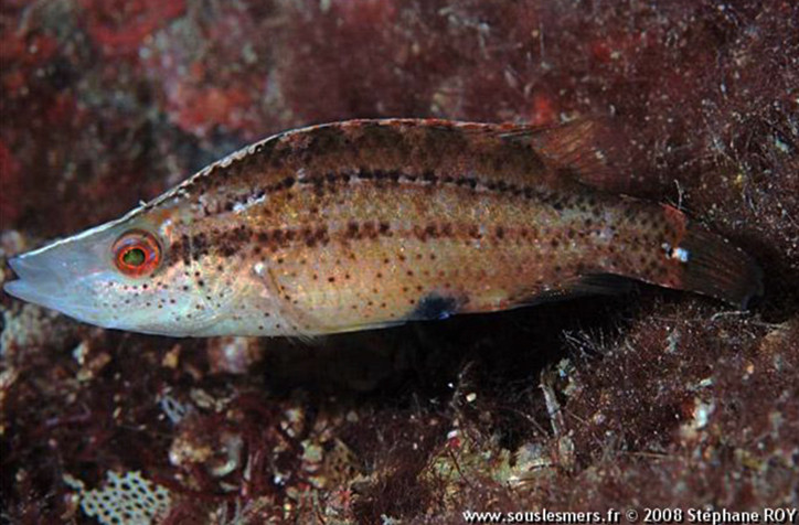 Symphodus rostratus 2