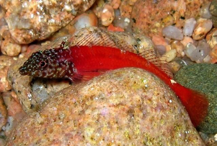 Tripterygion melanurum 2