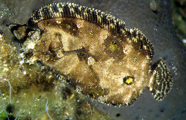 Zeugopterus regius 2
